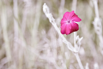 gute Laune Blume