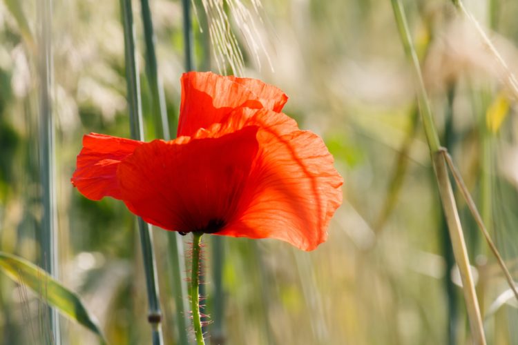 Was Bedeutet Liebe Fur Dich Viele Antworten Aber Welche Ist Richtig