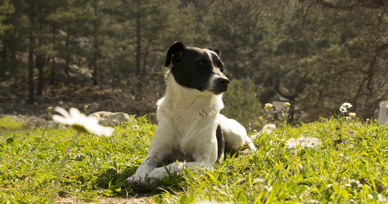 hund freund