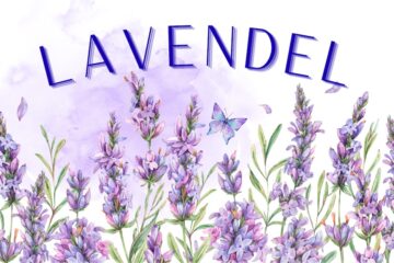 Wie Lavendel entspannt und heilt