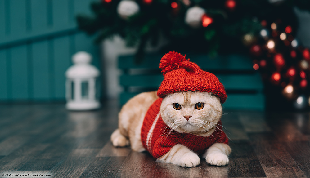 weihnachten katze