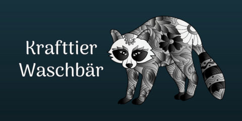 Waschbär als Krafttier