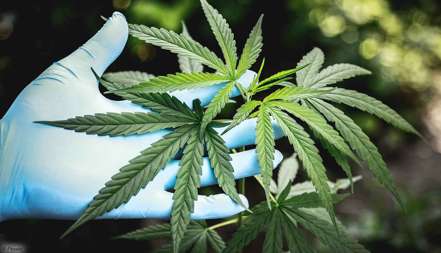 CBD Cannabidiol