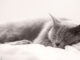 Schlafende Katze