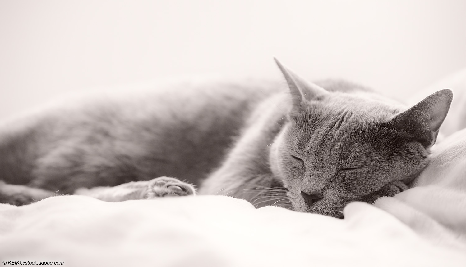 Schlafende Katze