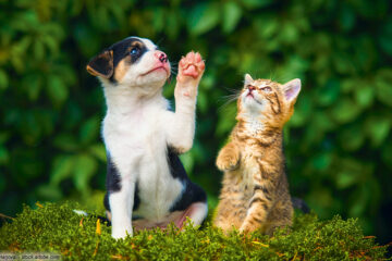Katze und Hund spielen miteinander