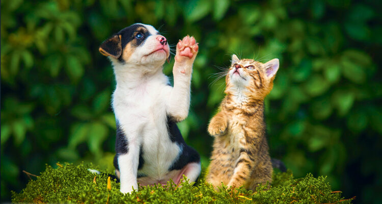 Katze und Hund spielen miteinander