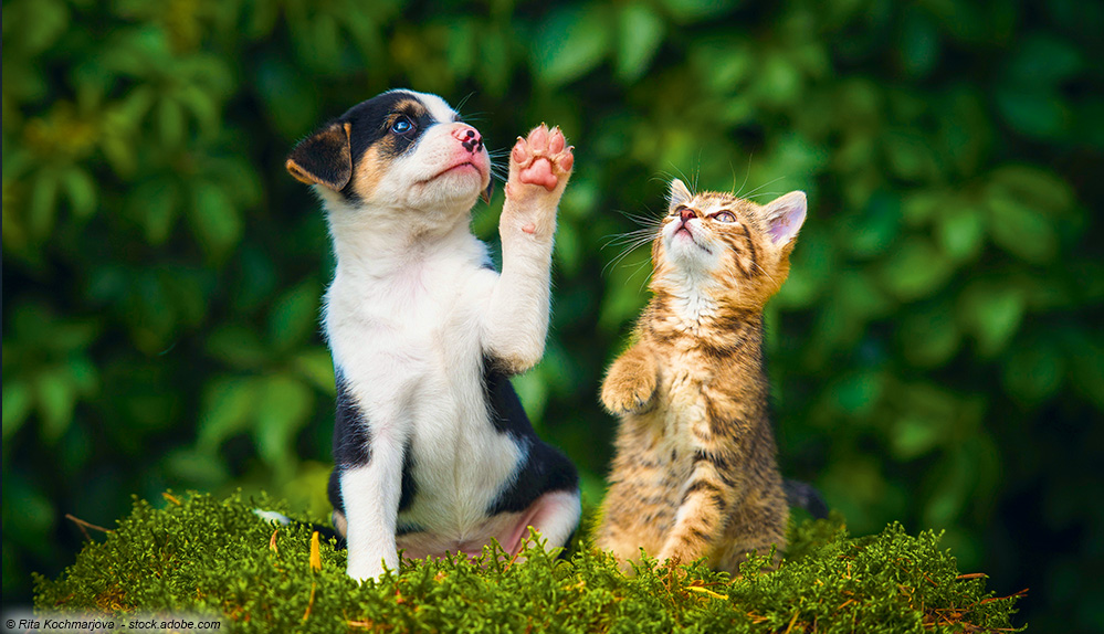 Katze und Hund spielen miteinander