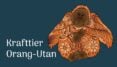 Krafttier Orang-Utan - Gelassenheit - innere Weisheit - Verbundenheit