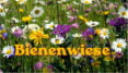 Bienen auf der Wiese