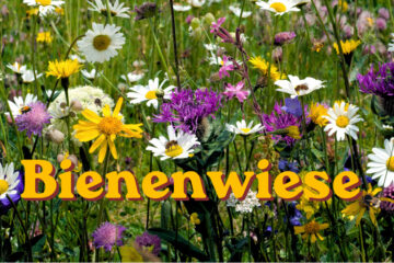 Bienen auf der Wiese