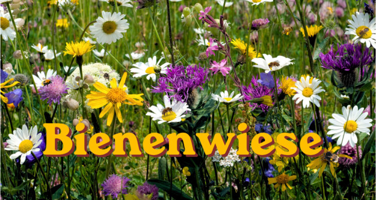 Bienen auf der Wiese