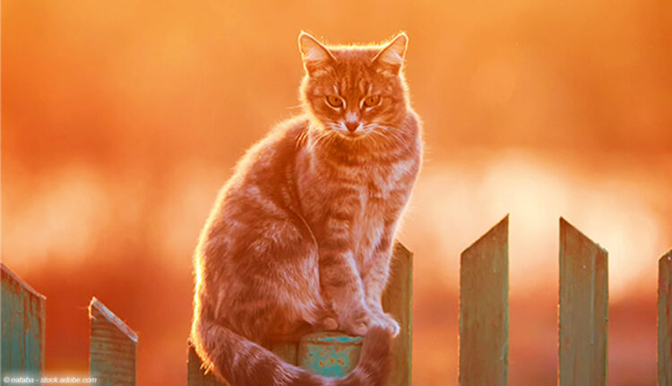 Katze auf Gartenzaun