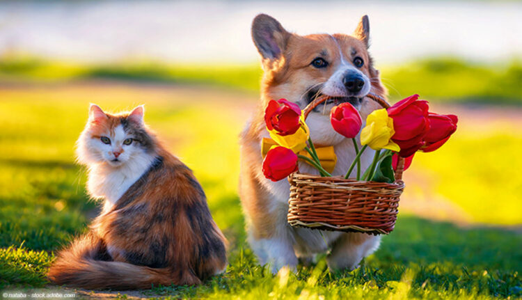 Katze und Hund mit Blumenkorb
