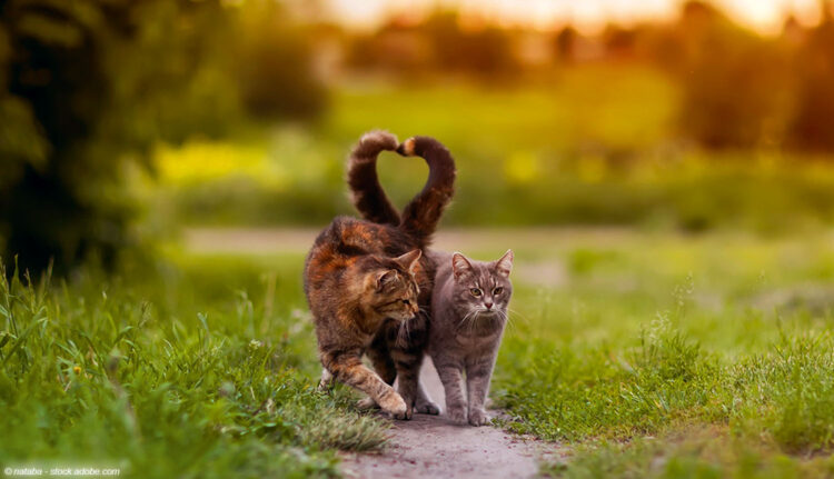 Katzen auf Gartenweg mit Schwanz-Herz